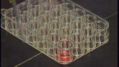 7. Fixing and Staining of Cells  //  Microcarrier Techniques