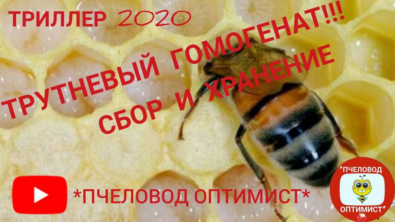 ТРУТНЕВЫЙ ГОМОГЕНАТ (сбор и хранение): триллер 2020...