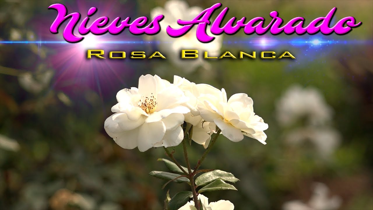 ROSA BLANCA - Nieves Alvarado - YouTube