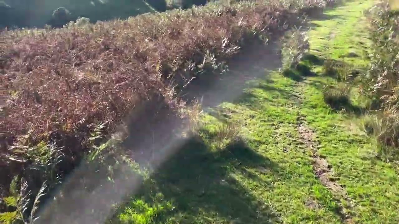 VIDEO: Controlling Bracken with Spraying & Controlled Burning