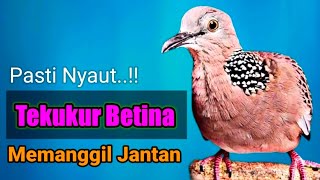 Hitungan Detik Nyaut...!!! SUARA BURUNG TEKUKUR BETINA MEMANGGIL JANTAN