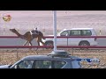 سباق الحقاقة للقبائل المرموم 19 9 2019 ش17 نوضه لـ جابر محمد علي الوهيبي 2 56 5 