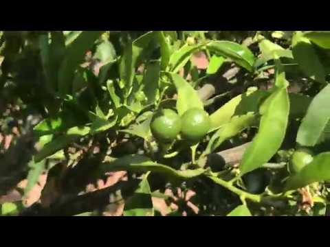 Aclareo de Frutos