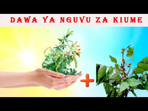 DAWA YA KUONGEZA HAMU YA TENDO