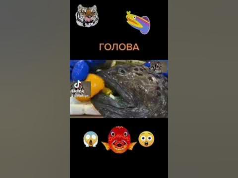 ГОЛОВА РЫБЫ!😮 - YouTube