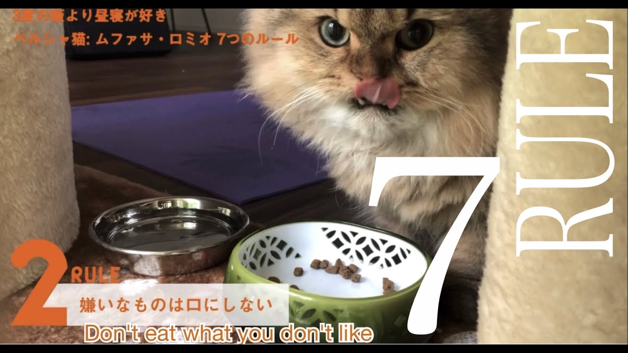 19 ペルシャ猫 これが私のセブンルール Persian Cat This Is My Seven Rules Youtube