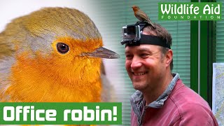Trapped robin lands on rescuers HEAD!