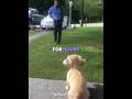 This Dog Waited 10 years For Him 😭🏠 (@jillianpgriffith/TT) #shorts