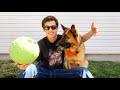 A Life With German Shepherd Dog!