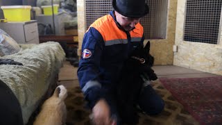 Приучаем собаку к расчесыванию. Скотч-терьер Тяпа. Приучаем собаку к расчесыванию. Скотч-терьер Тяпа.