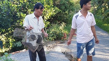 Khai Trương Rập Chuột Cống Nhum Kết Quả Bắt Ngờ.Góc Làng Quê #262