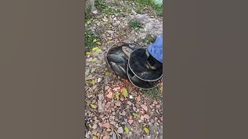 #Shorts Báo cá năm 2024 clip 21 - Hồ Câu Vườn Dừa ấp Ngã Tư, xã Nhuận Đức, huyện Củ Chi, TP HCM