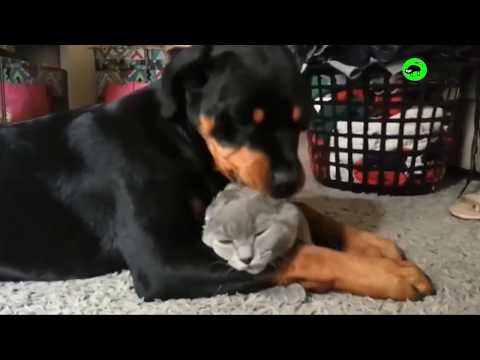 Cats and Dogs Interacting - Cats and Dogs Being Friends Compilation