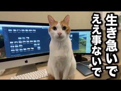 甘えんぼ猫の『うに師匠』が伝えたいメッセージ