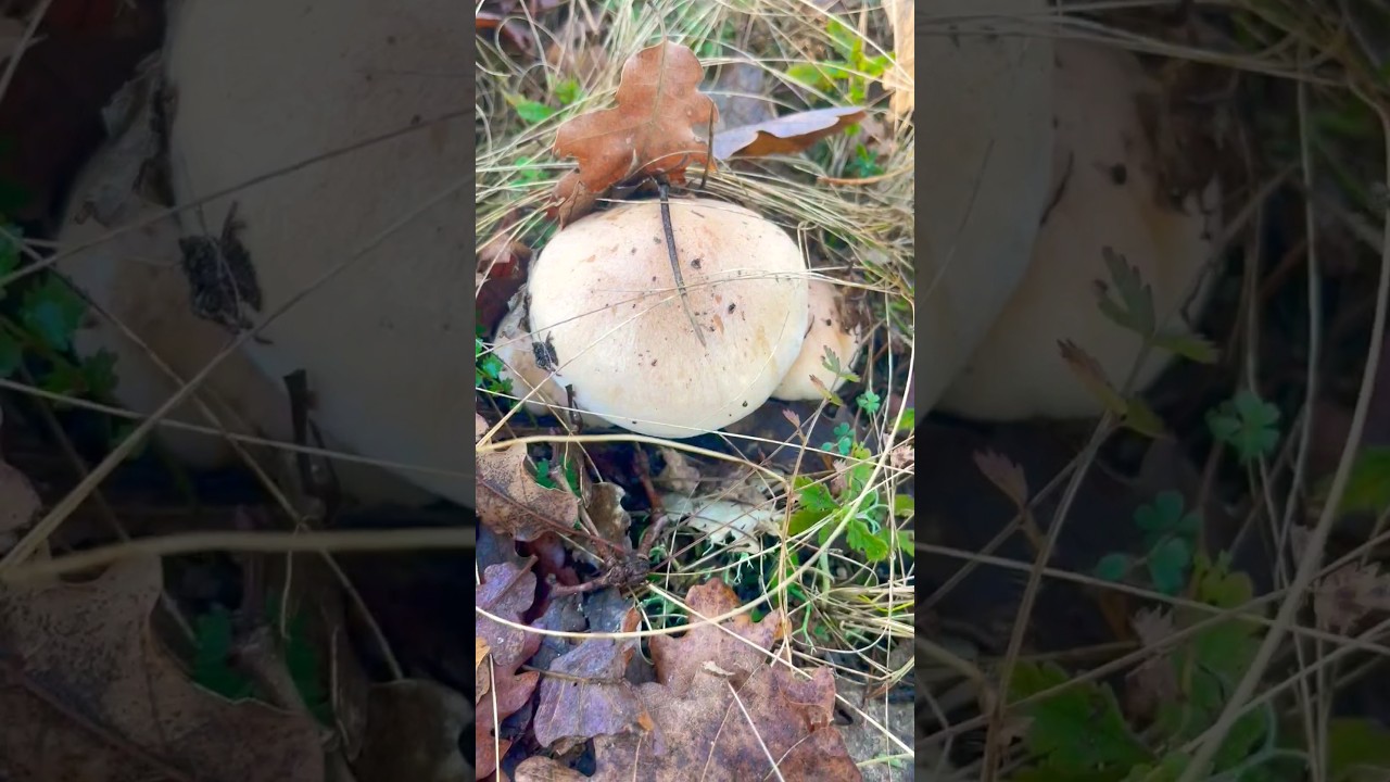Хреновый гриб👺Гебелома клейкая. Валуй ложный. Hebeloma crustuliniforme. Poison pie. Ядовитые грибы.