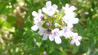 Common thyme - Thymus vulgaris - Timjan - Garðablóðberg - Kryddjurtir - Fjólublá blóm