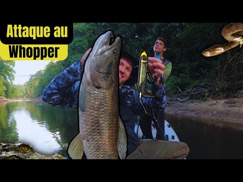 Fishing in the Aïmara: SURFACE lure ATTACK live!