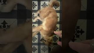 Biểu hiện của một con chó được sống hạnh phúc #dog #pets #dongvat #animals #cuocsong