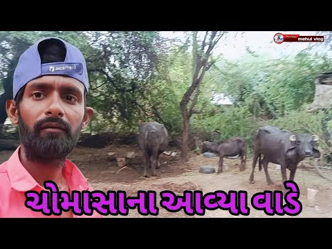 ચોમાસા ના આવ્યા વાડે // mehul vlog// new video 