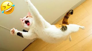 New Funny Cats and Dogs Videos 😹🐶 Funniest Animals 😆 Part 26