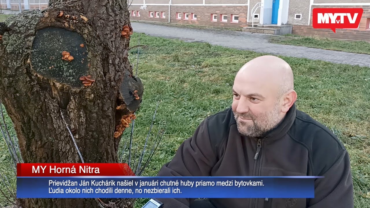 Chutné huby našiel priamo medzi bytovkami, ľudia okolo nich chodili denne