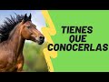 Las 6 enfermedades mas comunes en los caballos