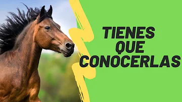 ¿Los caballos saben si estás triste?