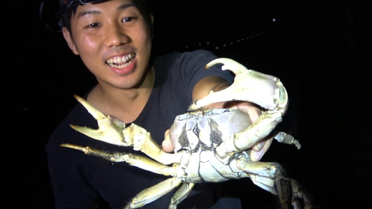 An unbelievably large crab was caught on the side of the road