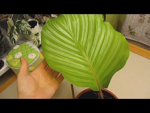 Video: Calathea Berjalur