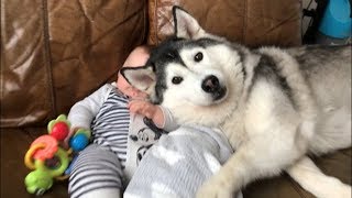 My husky dog will protect my son for life!