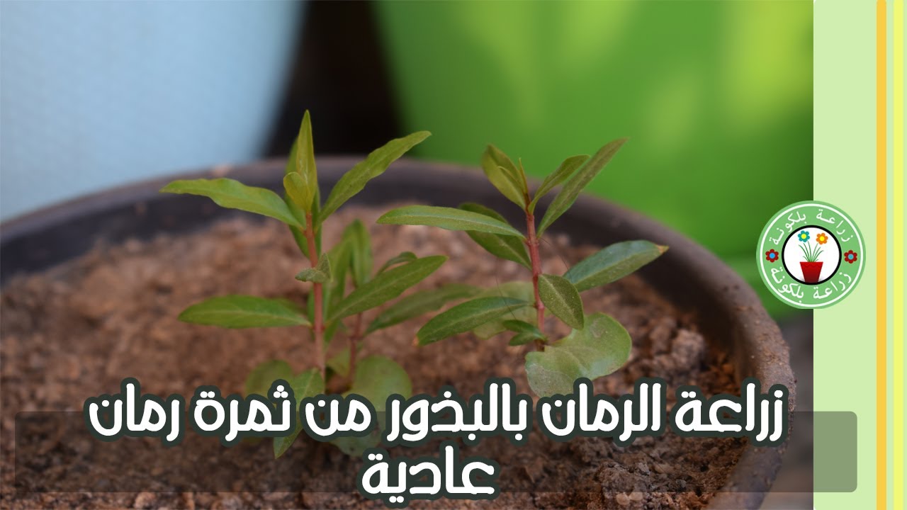 طريقة زراعة شجرة الرمان بالبذور من ثمرة رمان عادية في المنزل Youtube