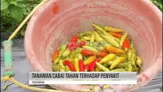 SEWAKTU LEPAS DINAS, POLISI DI PASAMAN BERKEBUN CABAI
