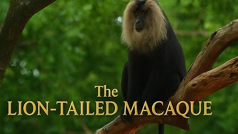 Lion-tailed Macaque | The Rare Jewel of the Western Ghats | CinematicWildNatureStories Documentary