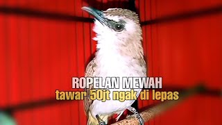 ROPELAN Burung Trucuk Pagi Terpanjang Dan Termewah