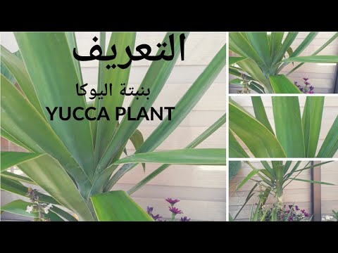 يوكاYucca نبتة قوية و مقاومة للجفاف، التعريف بها و الشرح عن طريقة رعايتها