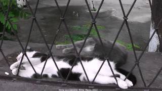 Крым. Коты на курорте Ялта. Крым. Коты на курорте Ялта.
