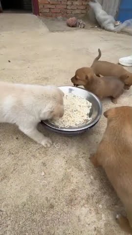 puppiesharing food 😒 YouTube