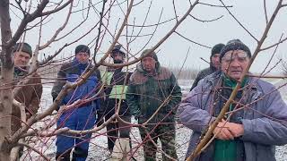 Выезд на консультацию по обрезке интенсивного сада. Запорожская обл