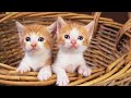 Red kittens. little ginger cat
