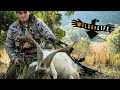 Hoyt VTM 34 - 80 pounds - goat hunting in the hills