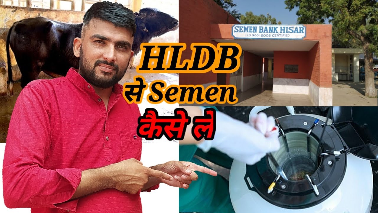 HLDB का 👌🏾⭐Semen अब मिलेगा हर 🐃पशुपालक को पर कैसे🤔🙏🏿