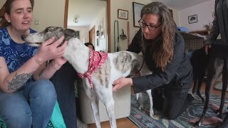 Concierge vet services are on the rise in Maine, bringing the pet clinic to you