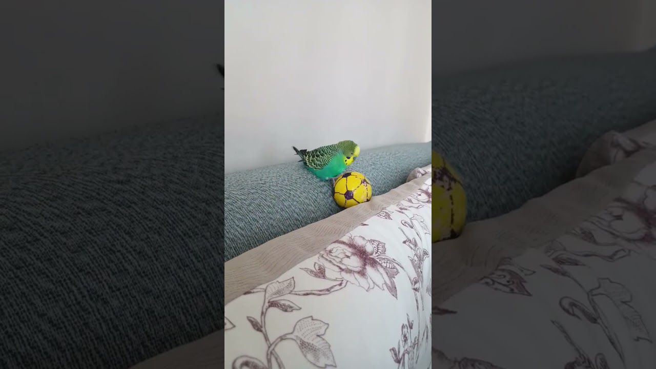 Muhabbet Kuşu cıvıltı #birds #talkingparot #budgies #parrot #birdsong #lovebirds #cute #muhabbetkuşu