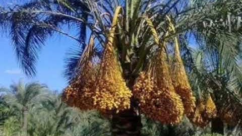 والأرض وضعهاللأنام" تلاوة مبكية ومؤثرة وخاشعةمن القلب تنشرح لهاالصدور للقارئ الشيخ فتحي محمدموافي