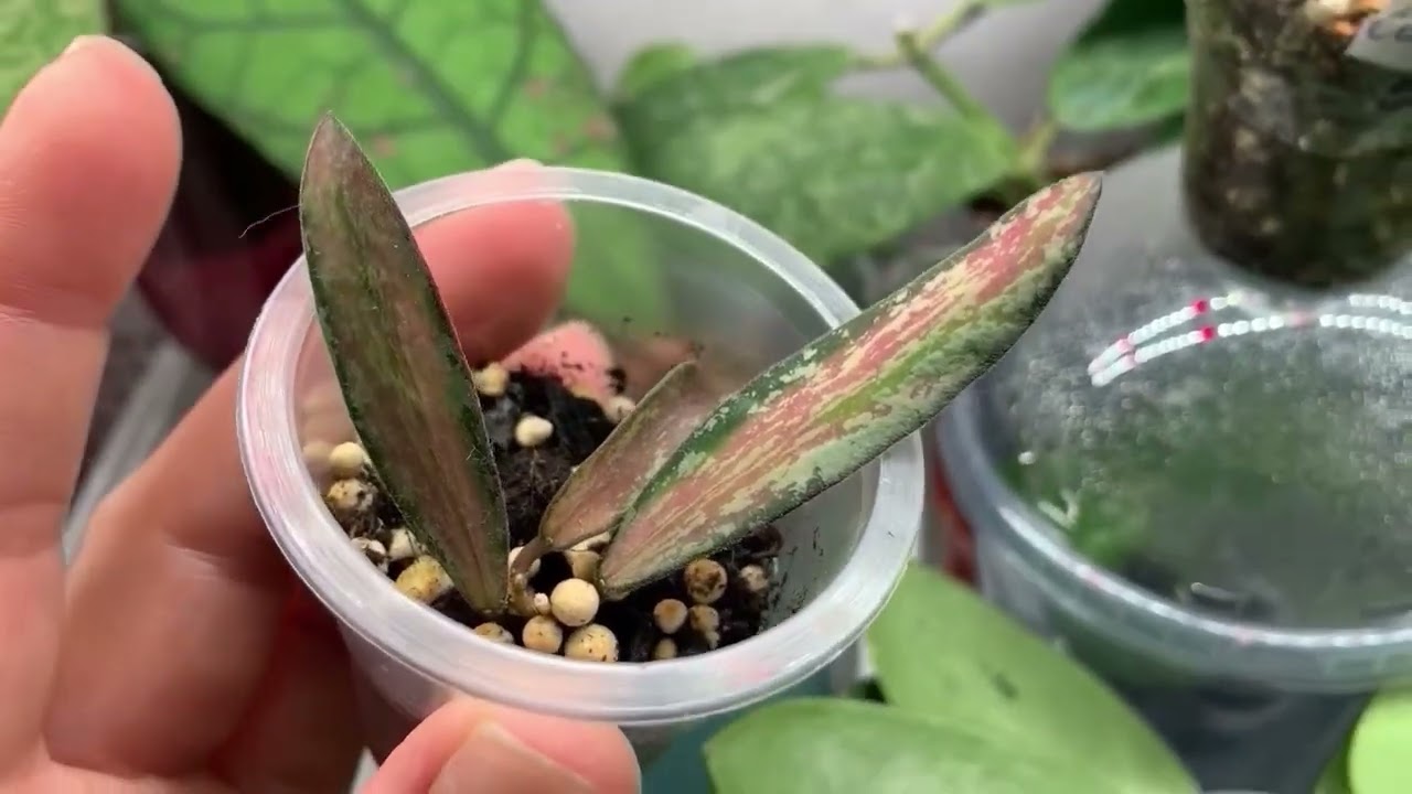 Видео Дневник 📓🌺июль 2025.😁 хойи новинки 🌺