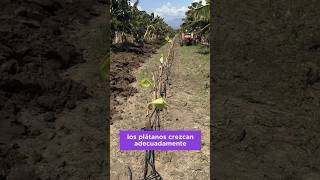 Cultivo de plátano🌱🍌 crecimiento y cosecha 🧺 #tips adecuados para la #siembra #agriculture #platanos