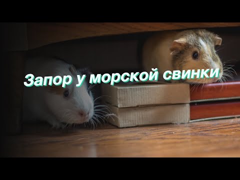 Запор у морской свинки