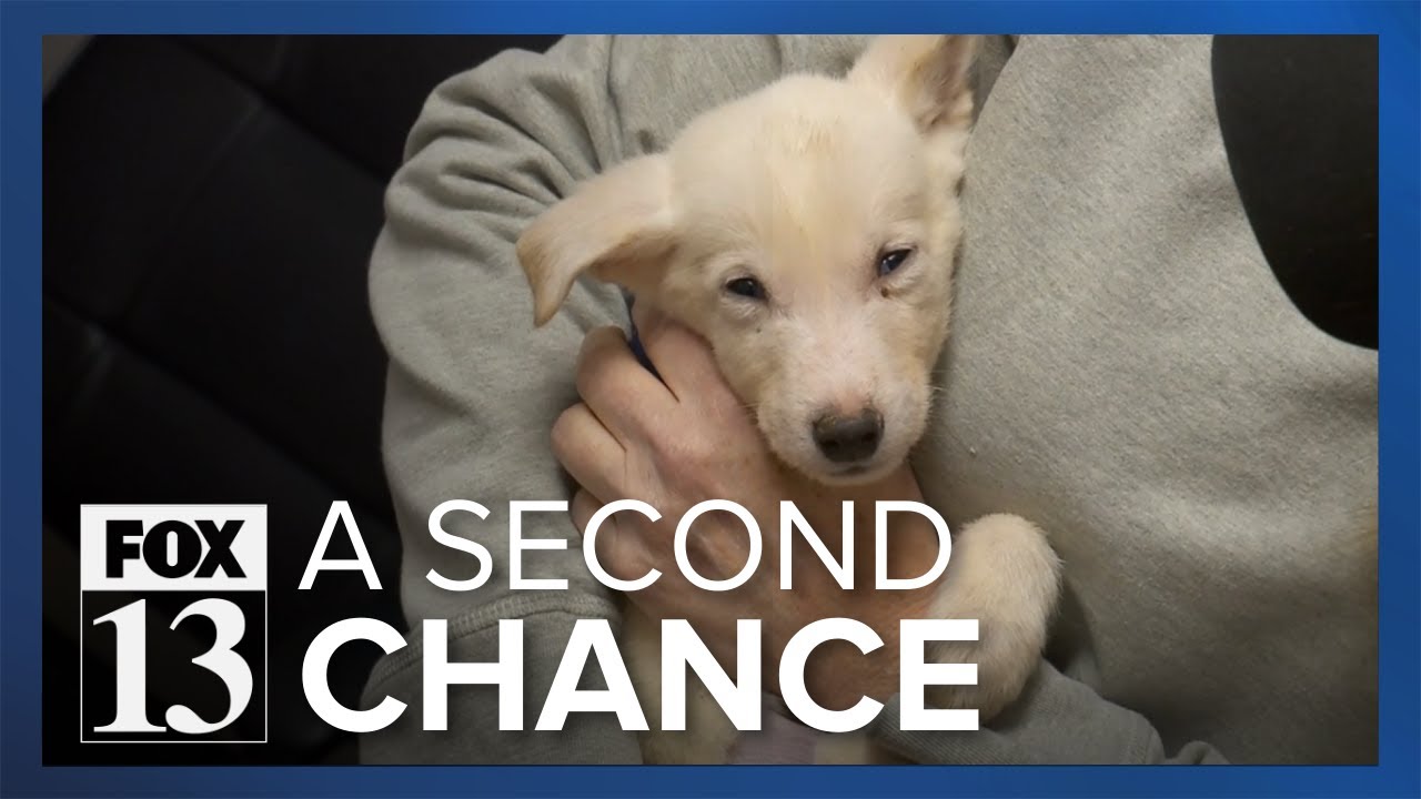 Nine abandoned puppies rescued in northern Utah given new lease on life ...