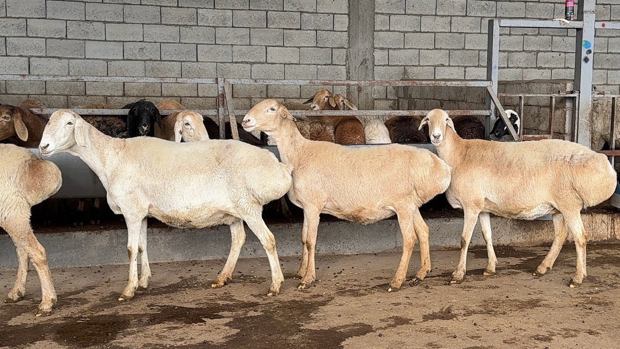 100kg SOVLUQLAR JUDA ARZON NARXDA KELDI SHOSHILING 😱😱😱😱