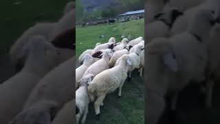 Yaylada Ki Akşam Işleri